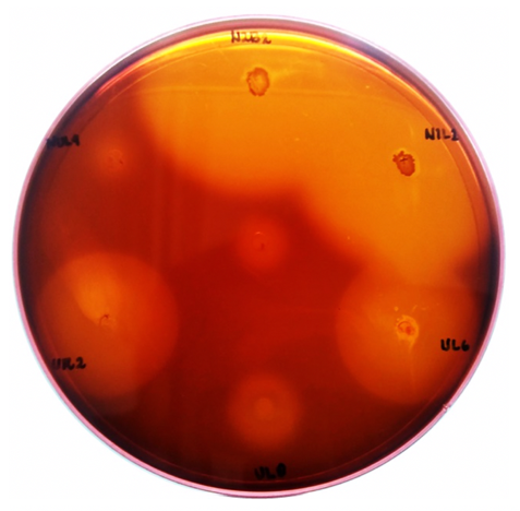 PSL%202019%20Special%20Issue%2004 Parcon%20et%20al