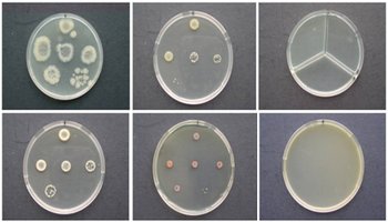 PSL%202014 vol07-no02-p356-371%20Robidillo