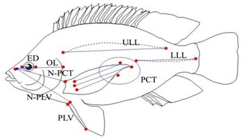 PSL%202014 vol07-no02-p420-427%20Muallil