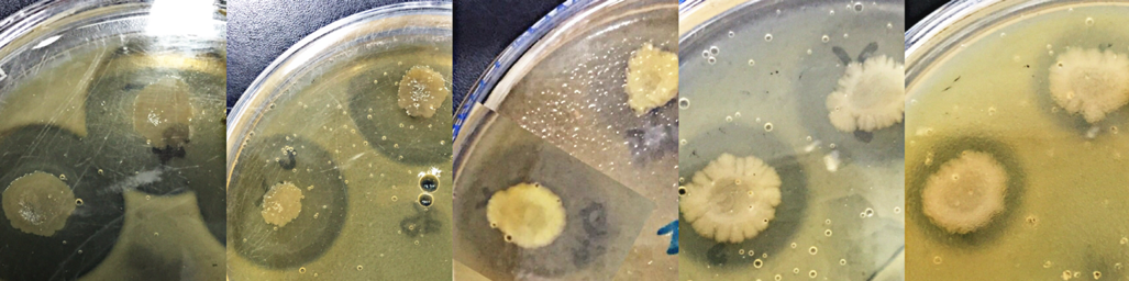 PSL%202019%20Special%20Issue%2007 Bertuso%20et%20al