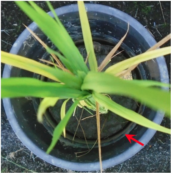 PSL%202019 vol12-no02-p107-121-Magahud%20et%20al