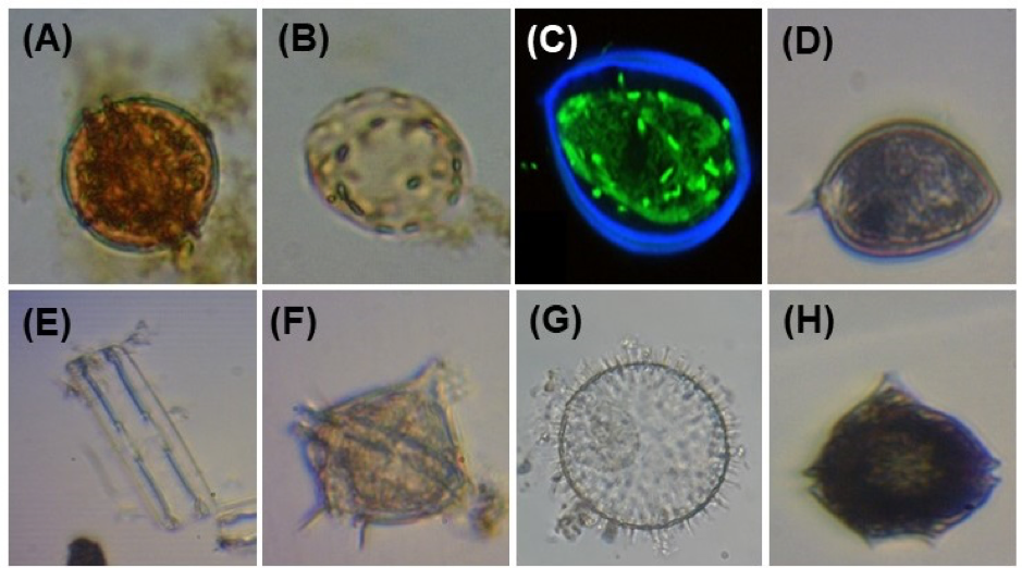 PSL%202019 vol12-no02-p133-138-Mikita%20and%20Padlan