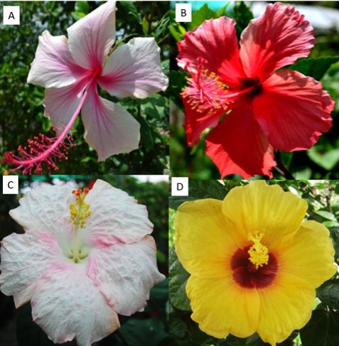 PSL%202019 vol12-no02-p133-138-Mikita%20and%20Padlan