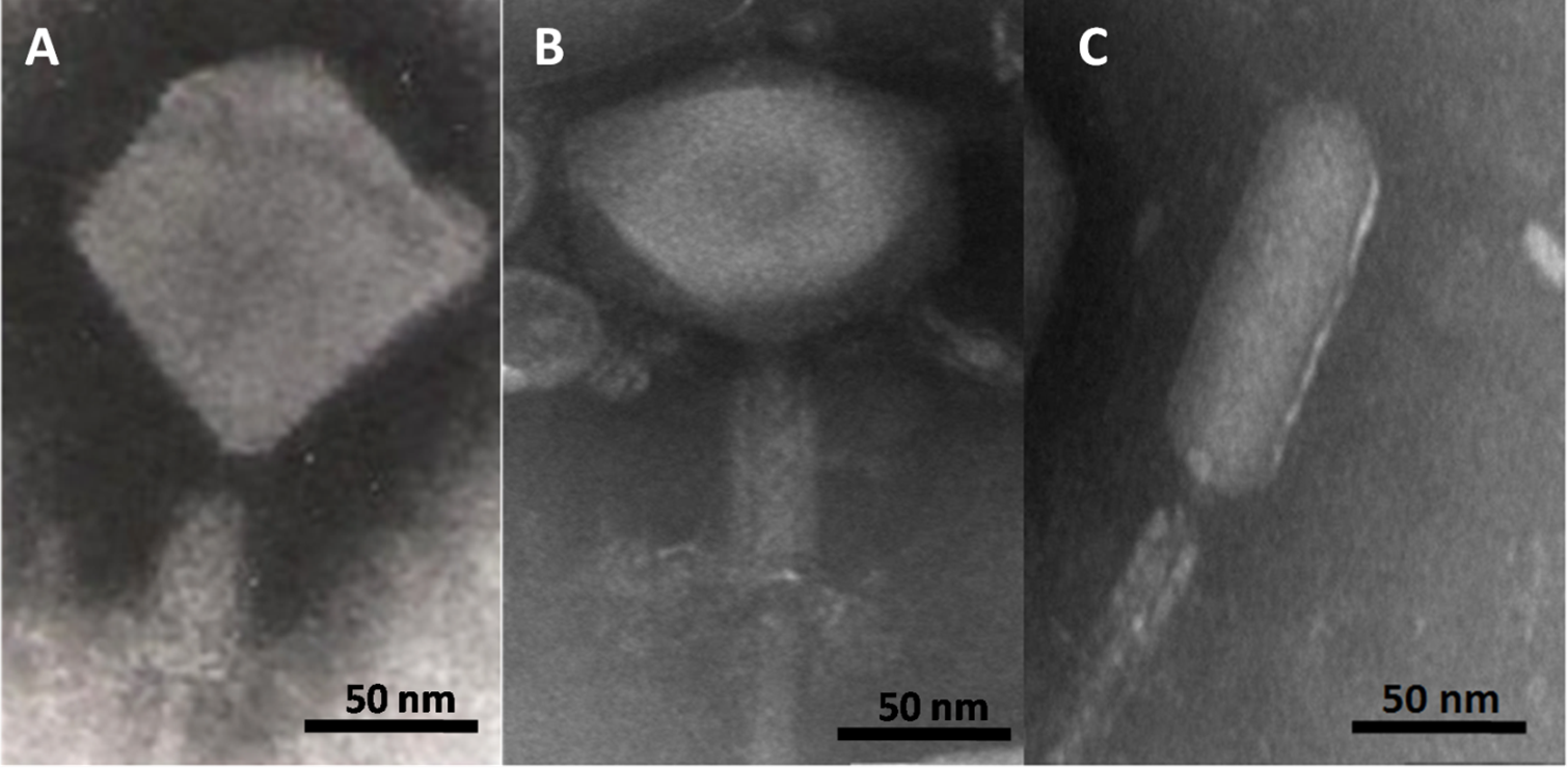 PSL%202019%20Special%20Issue%2008 Macalinao%20et%20al