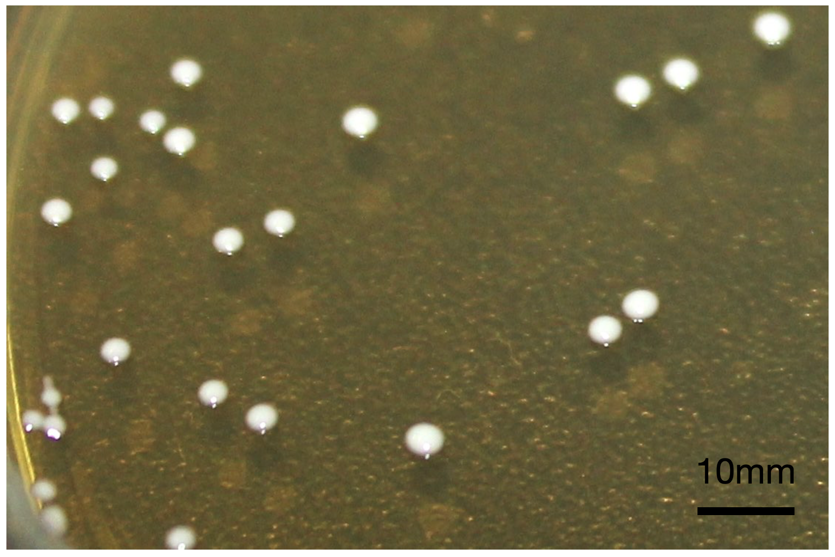 PSL%202019%20Special%20Issue%2008 Macalinao%20et%20al