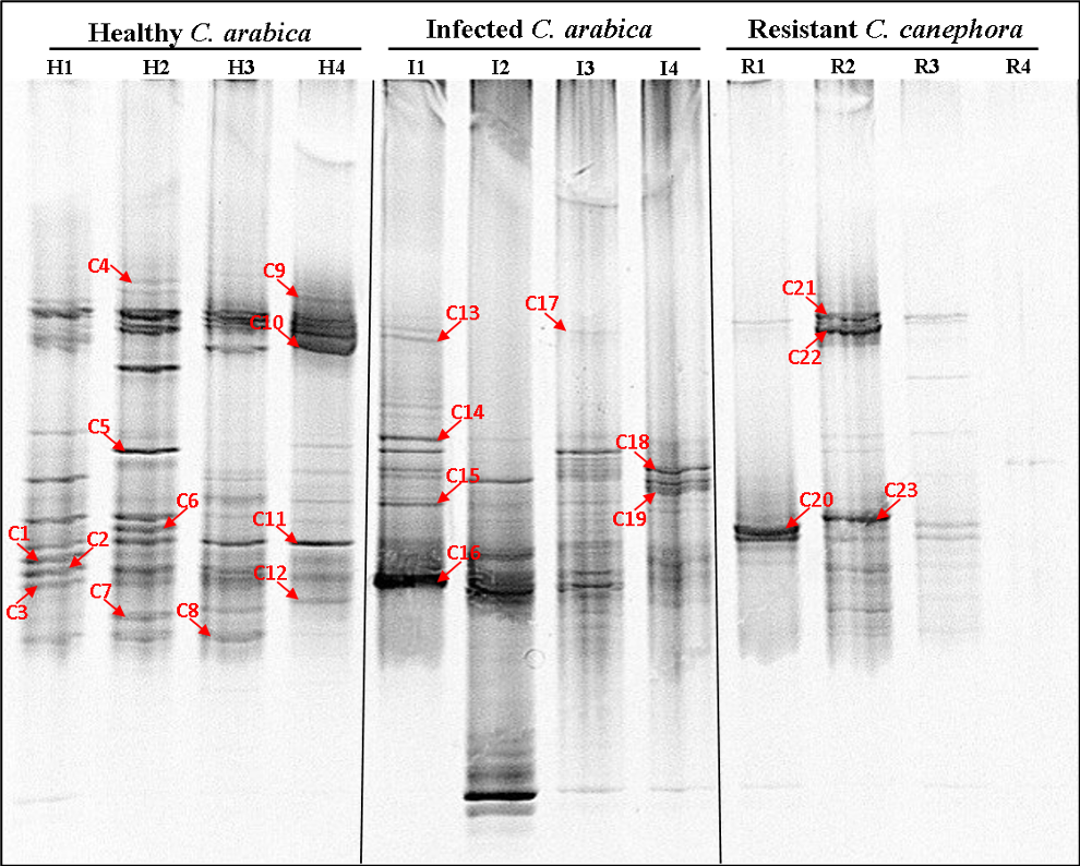 PSL%202019%20Special%20Issue%2008 Macalinao%20et%20al