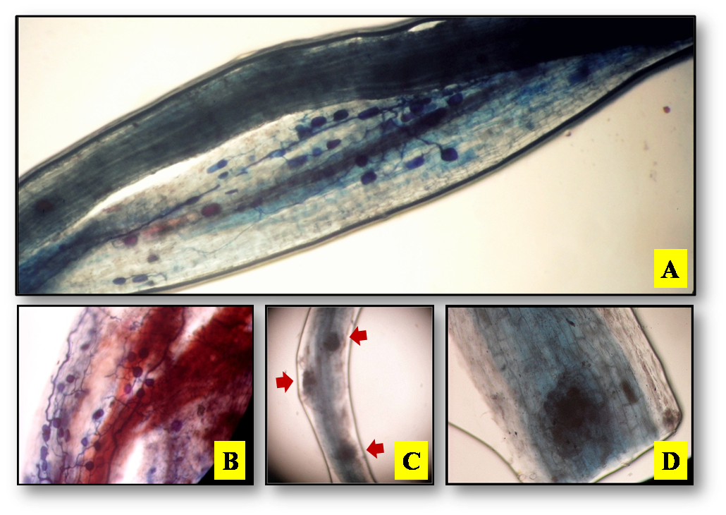 PSL%202019 vol12-no02-p133-138-Mikita%20and%20Padlan