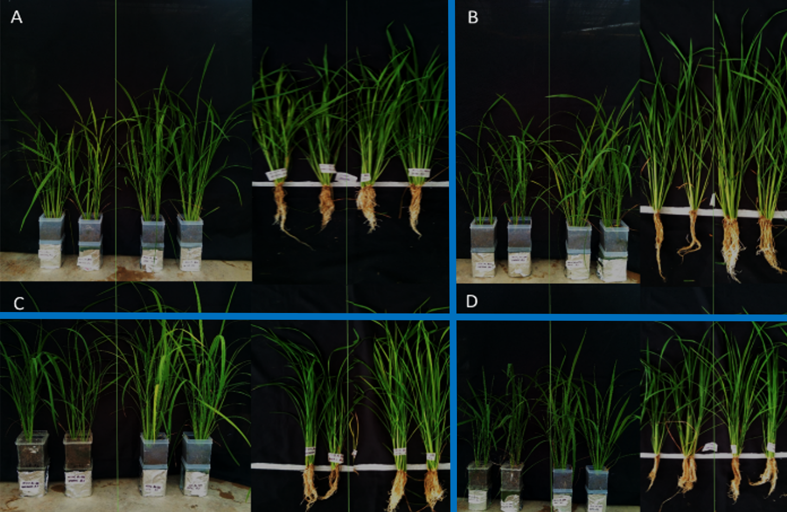 PSL%202019 vol12-no02-p133-138-Mikita%20and%20Padlan