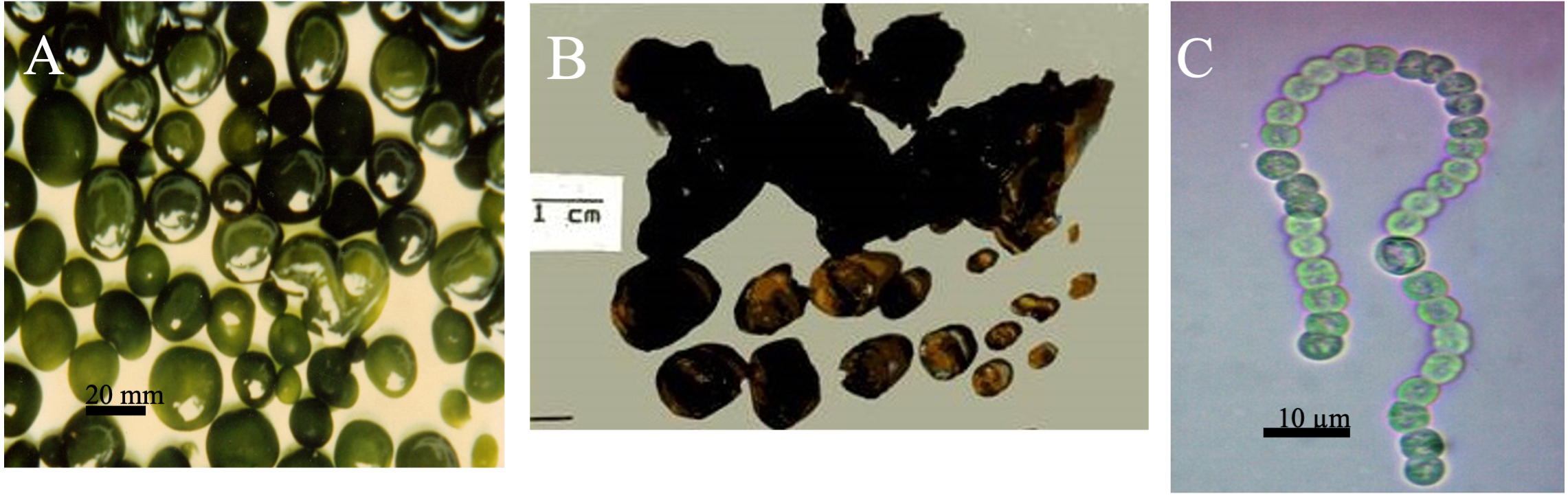 PSL%202019%20Special%20Issue%2008 Macalinao%20et%20al