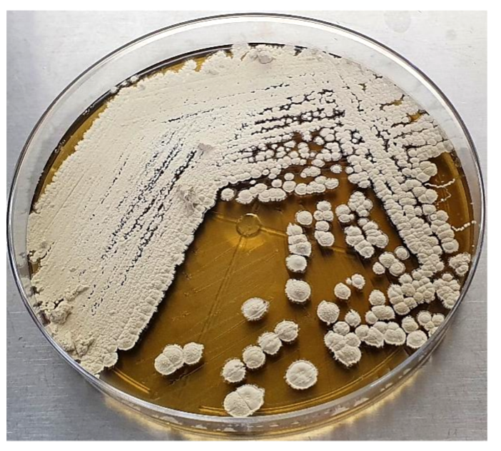 PSL%202019%20Special%20Issue%2008 Macalinao%20et%20al