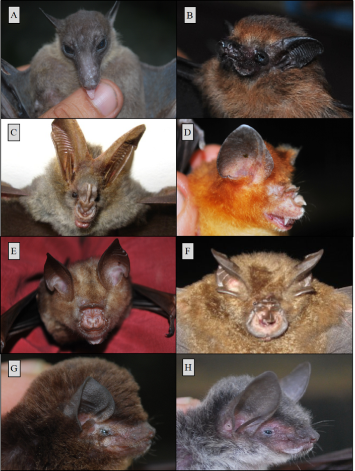 PSL%202021 vol14-no01-p12-28-Mikita%20and%20Padlan