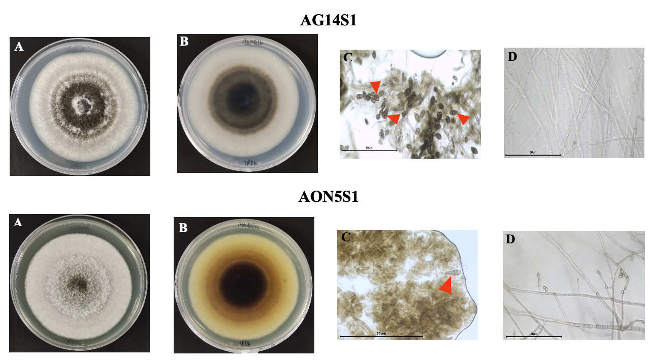 PSL%202021 vol14-no01-p12-28-Mikita%20and%20Padlan
