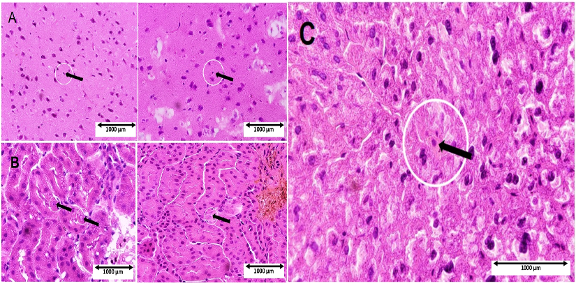 SciEnggJ%202024%20Special%20Issue%20148 154 Maarof%20et%20al