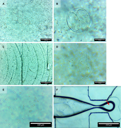 PSL%202021 vol14-no01-p12-28-Mikita%20and%20Padlan