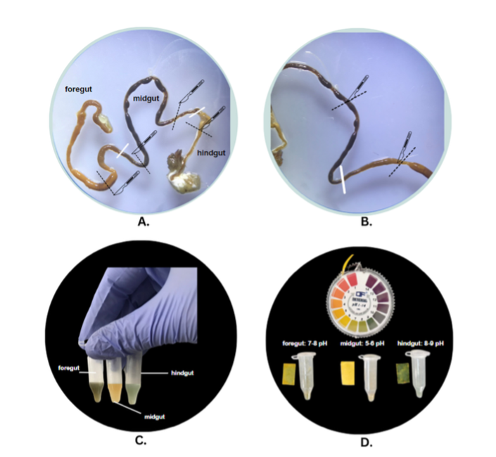 PSL%202021 vol14-no01-p12-28-Mikita%20and%20Padlan