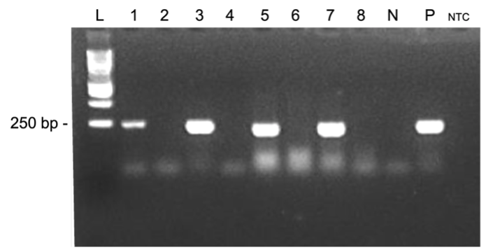 PSL%202021 vol14-no01-p12-28-Mikita%20and%20Padlan