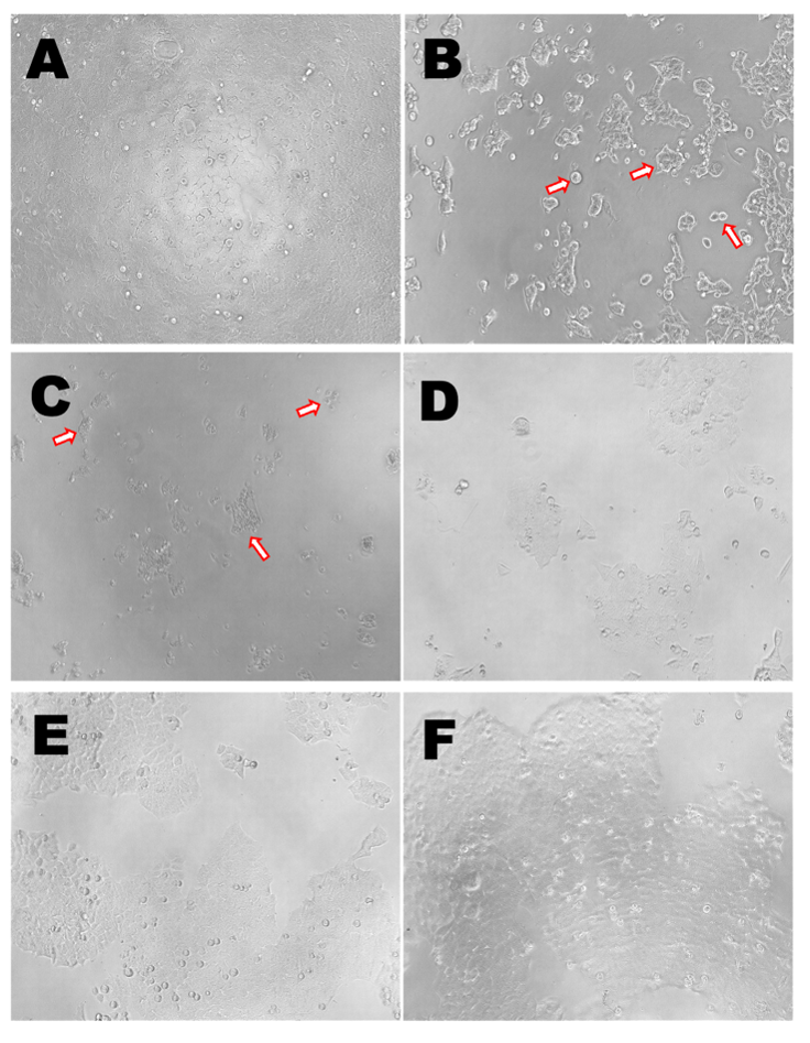 SciEnggJ%202025 vol18 no02 p476 483 Borromeo%20et%20al