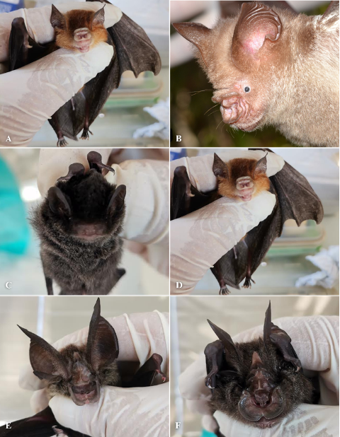 PSL%202021 vol14-no01-p12-28-Mikita%20and%20Padlan